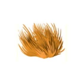 Orange Maindens Hair